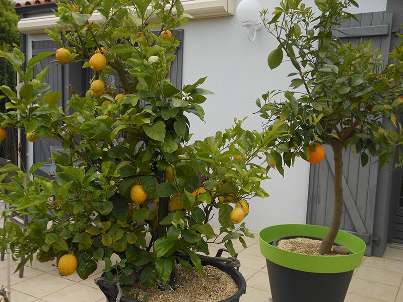 Le citronnier et l'oranger